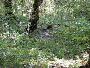 image153